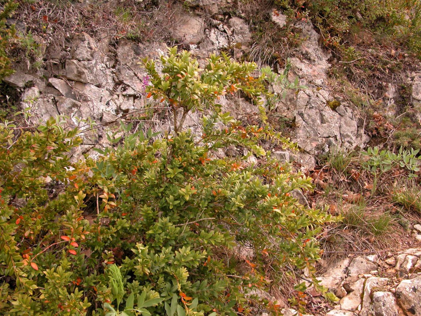 Box plant